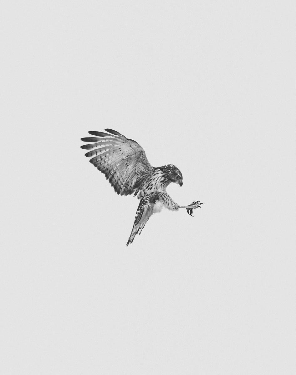 Birds of Prey by Geoffrey Knott