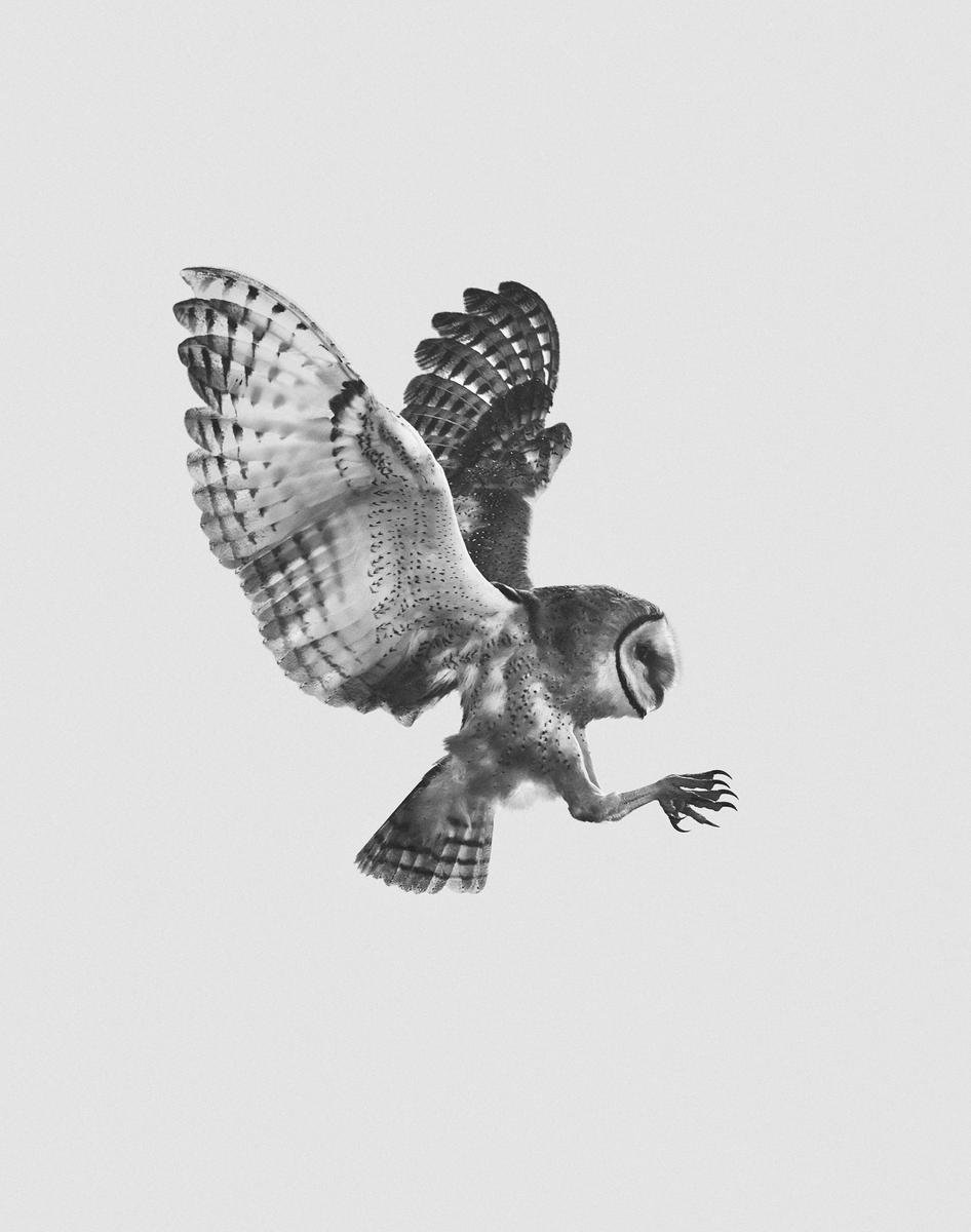 Birds of Prey by Geoffrey Knott