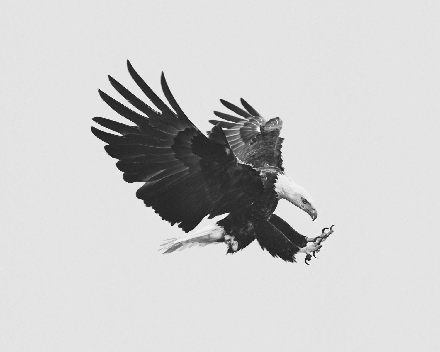 Birds of Prey by Geoffrey Knott
