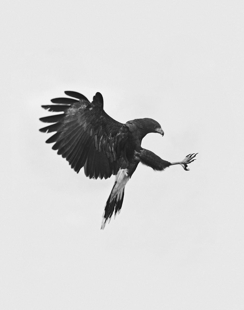 Birds of Prey by Geoffrey Knott