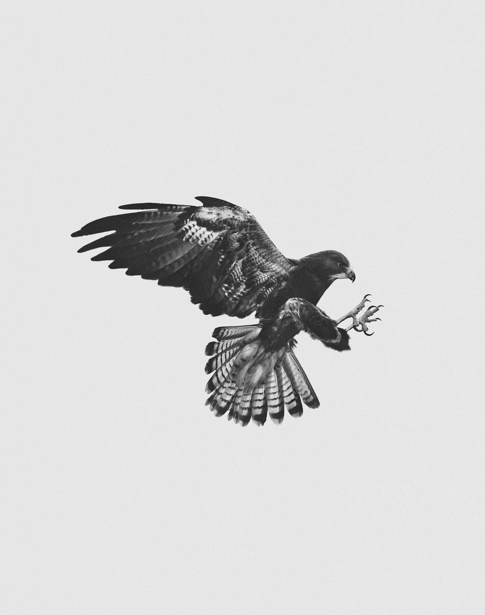 Birds of Prey by Geoffrey Knott