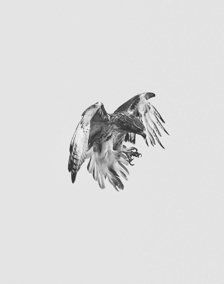 Birds of Prey by Geoffrey Knott