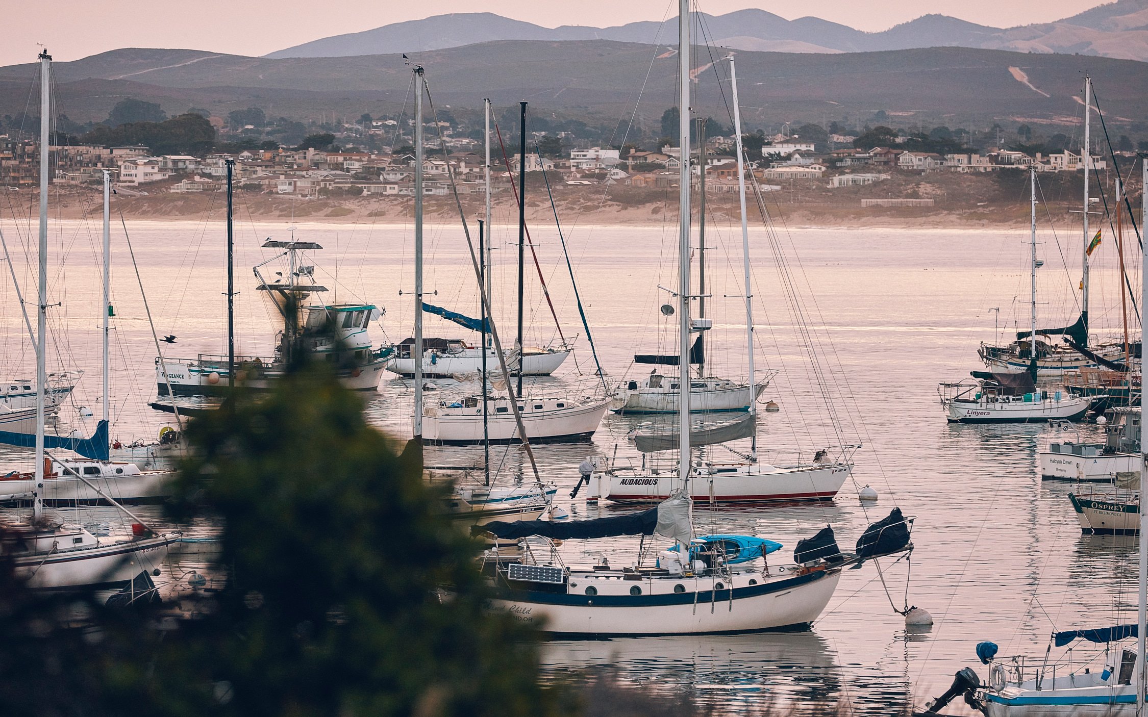 MONTEREY HALF by Geoffrey Knott